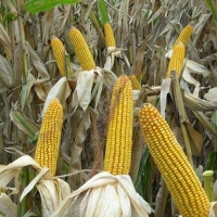 Asaja augura una reducción del 10% en la cosecha del maíz