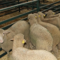 Convocadas las ayudas para la comercialización de ganado bovino