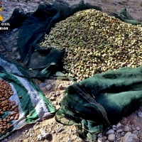 Sorprendidos cuando sustraían almendras de una explotación agrícola