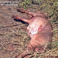 La Guardia Civil investiga al presunto autor del robo de 15 lechones