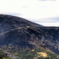 AEEFOR: "El incendio de Garganta de los infiernos el de mayor riesgo medioambiental para Extremadura"