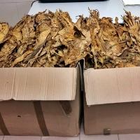 Guardia Civil interviene en Badajoz 40 kilos de tabaco de contrabando