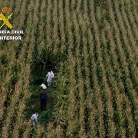 Aprehendidas más de 500 plantas de marihuana camufladas entre un cultivo de maíz