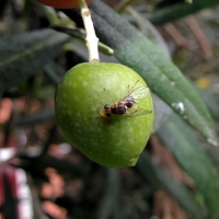 Arranca el tratamiento fitosanitario contra la mosca del olivo
