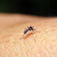 Primer caso de virus Zika en Extremadura