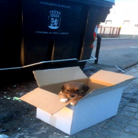 Abandona a su perro en Badajoz "porque no dejaba de llorar"