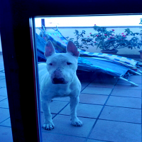 La Policía Local de Badajoz rescata a tres perros presuntamente abandonados