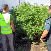 Dos detenidos por cultivo y tráfico de drogas en las Vegas Altas