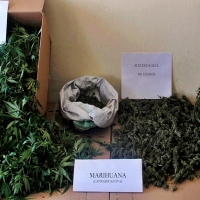 Desmantelados dos puntos de cultivo y tráfico de drogas en Castuera