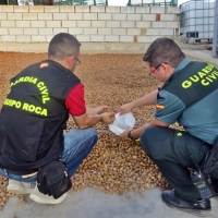 Varios detenidos en una operación contra el robo de almendras