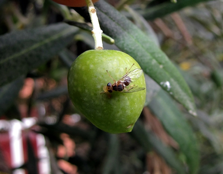 Arranca el tratamiento fitosanitario contra la mosca del olivo