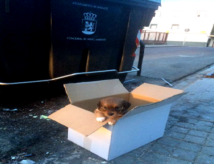 Abandona a su perro en Badajoz "porque no dejaba de llorar"
