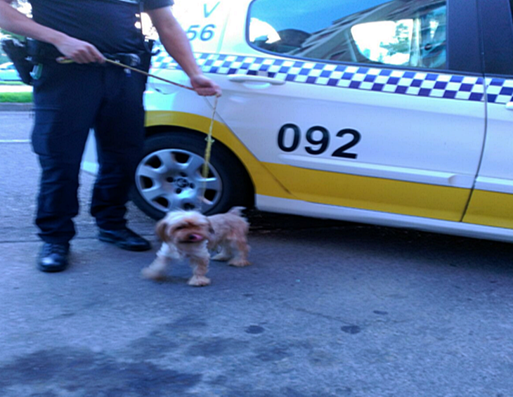 La Policía Local rescata a tres perros presuntamente abandonados