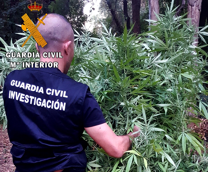 Desmantelada una plantación de marihuana oculta entre la vegetación de una finca