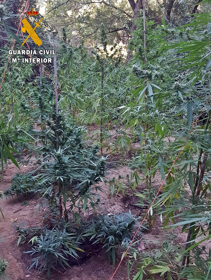 Desmantelada una plantación de marihuana oculta entre la vegetación de una finca