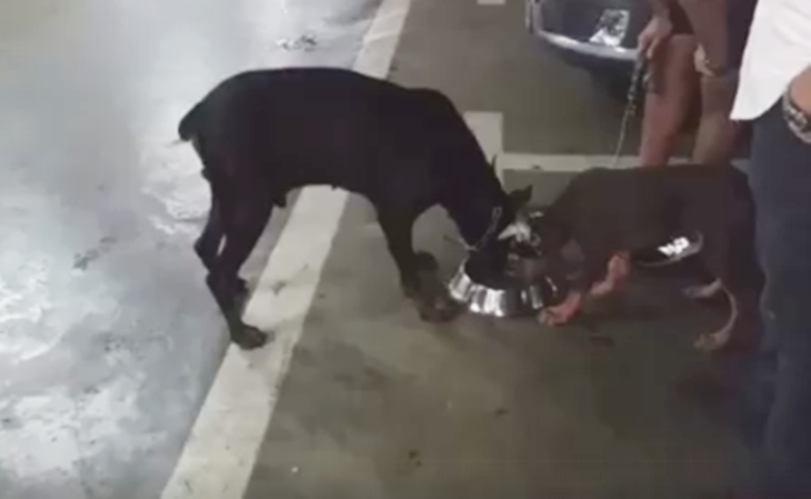 Encuentran un perro muerto y otro dos deshidratados en el interior de un vehículo en Badajoz