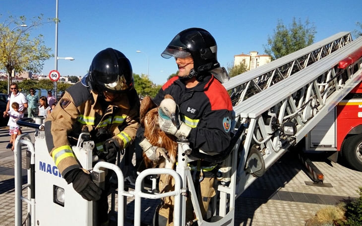 Curioso rescate de un buitre leonado en la torre Caja Badajoz