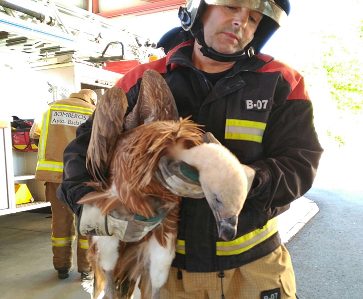 Curioso rescate de un buitre leonado en la torre Caja Badajoz