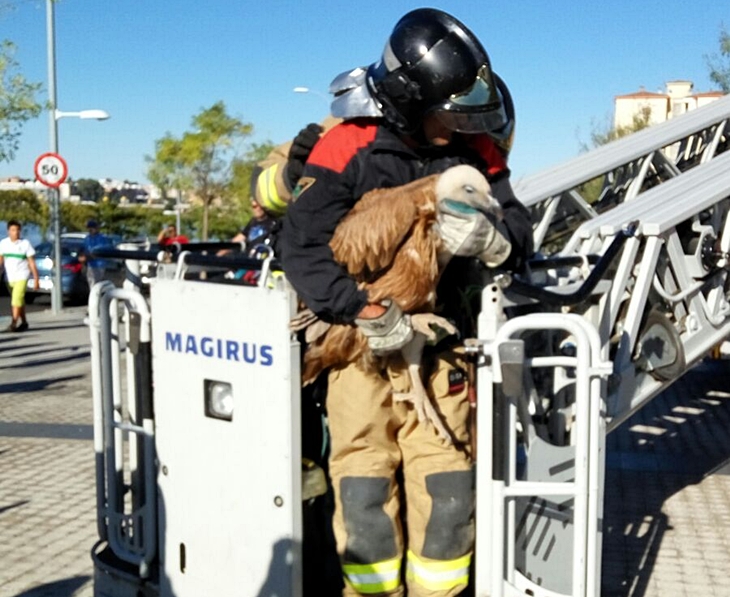 Curioso rescate de un buitre leonado en la torre Caja Badajoz