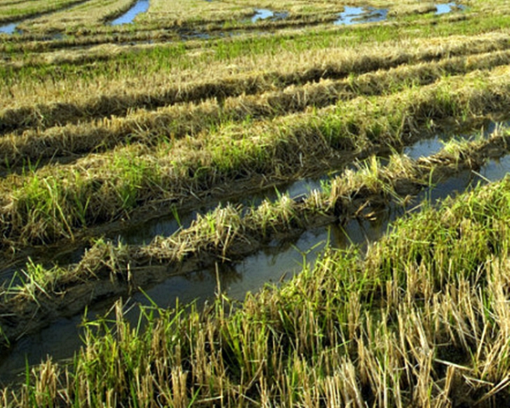 Un millón de euros para contratar a agricultores afectados por las tormentas de este verano