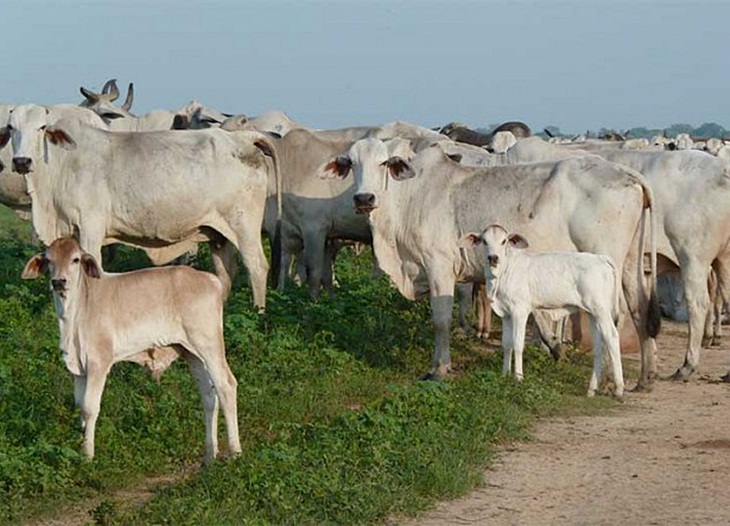 La Unión pide incluir las ayudas de seguros agrarios en el sector ganadero