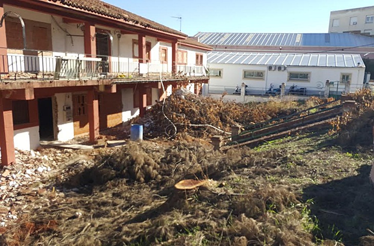 IU Mérida pide que se inicie un expediente por la tala de árboles