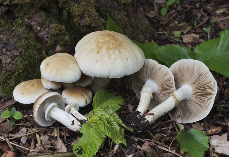 Mérida celebrará en noviembre el Día de la Seta