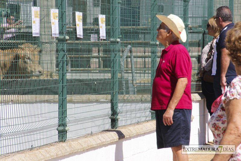 Imágenes del ambiente en la Feria de Zafra 2016