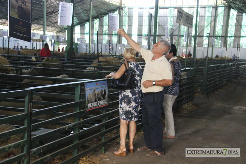 Imágenes del ambiente en la Feria de Zafra 2016