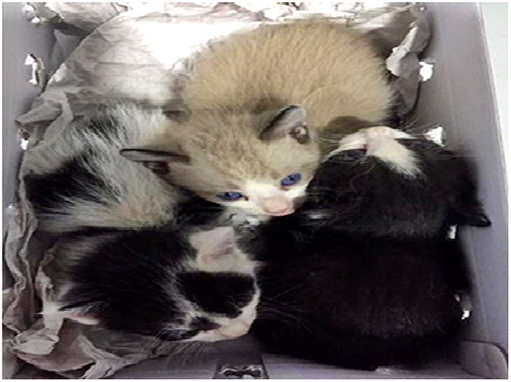 La Policía rescata a tres &#39;gatitos&#39; abandonados en una caja de zapatos