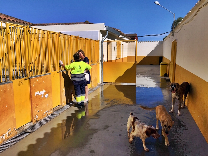 La perrera municipal acoge más de 50 canes en 20 chelines