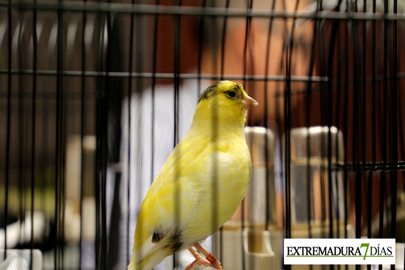 Acto de Enjuiciamiento de la 1ª Feria Ornitológica de Alburquerque