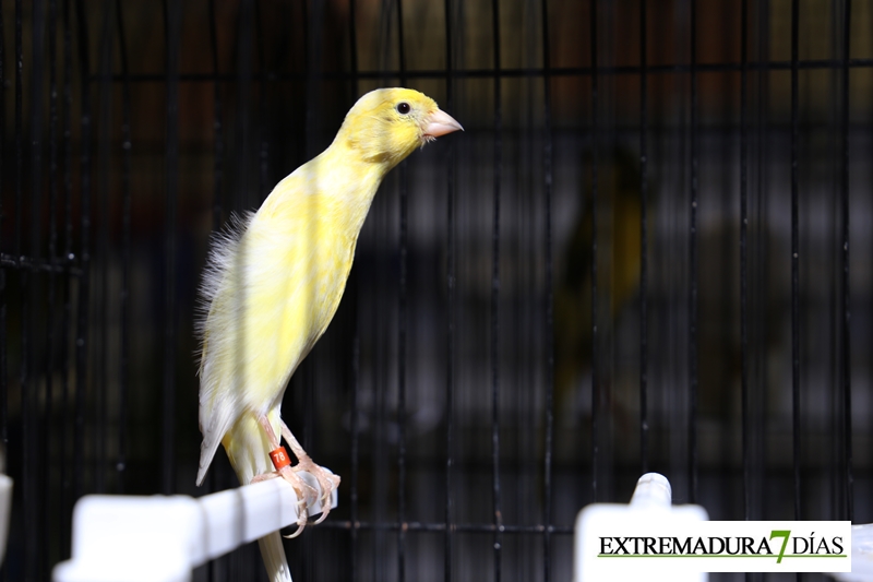 Ambiente del primer Campeonato Ornitológico del oeste en Alburquerque