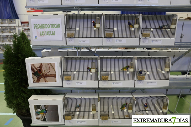 Ambiente del primer Campeonato Ornitológico del oeste en Alburquerque
