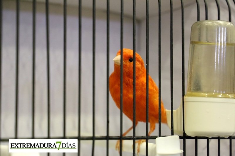 Ambiente en el primer Campeonato Ornitológico del oeste en Alburquerque