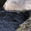 El río Jerte, negro, tras el incendio en Los Infiernos