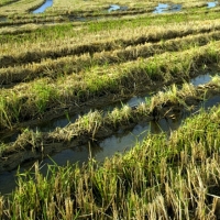 Un convenio permitirá contratar a agricultores afectados por las tormentas