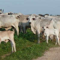 La Unión pide incluir las ayudas de seguros agrarios en el sector ganadero