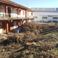 IU Mérida pide que se inicie un expediente por la tala de árboles