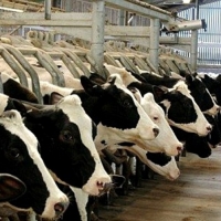 “La Junta se baja los pantalones por las presiones de la Mesa de la Caza”