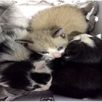 La Policía rescata a tres 'gatitos' abandonados en una caja de zapatos