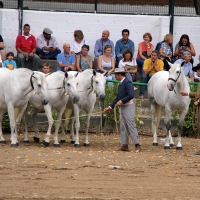 La Junta pondrá en marcha un Plan Estratégico del Equino