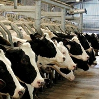 "No pueden seguir sacrificando animales sin ton ni son"