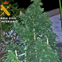 Dos detenidos por cultivar marihuana en distintos municipios de la región