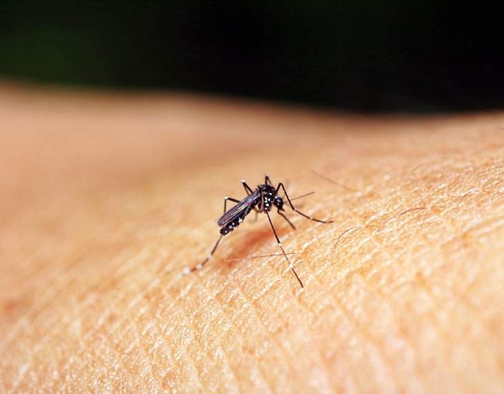 Nuevo caso de virus Zika en Extremadura