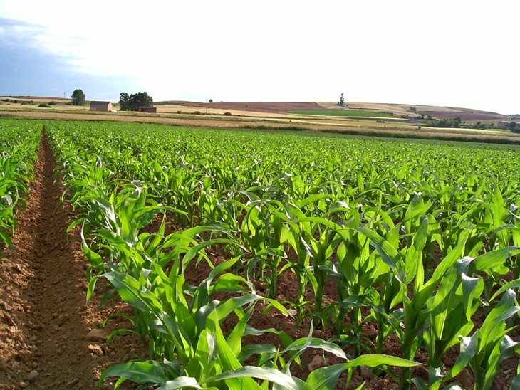 UPA cifra en 32 millones las pérdidas en el cultivo de maíz