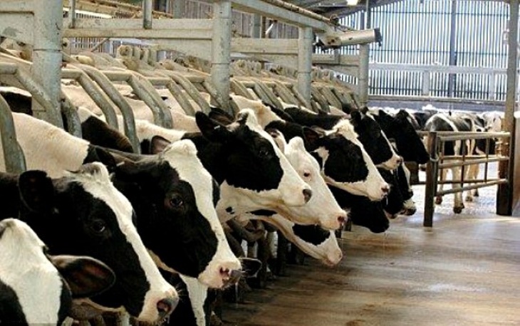 82 animales son sacrificados cada día por tuberculosis bovina