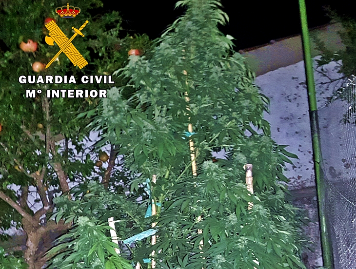 Dos detenidos por cultivar marihuana en distintos municipios de la región