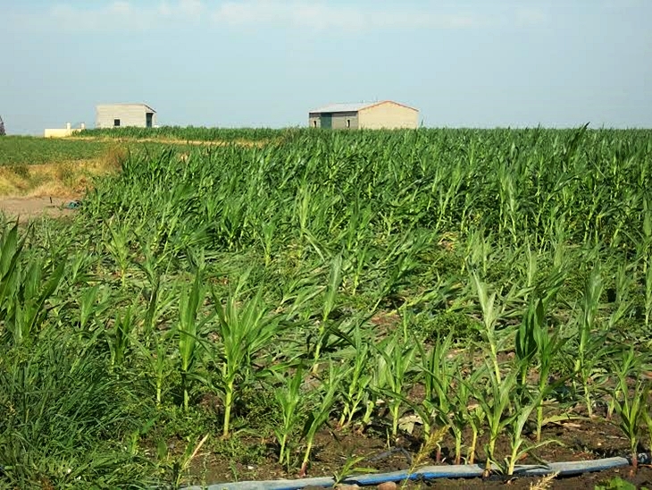 "Los agricultores pierden 277 millones de euros por la bajada de precios"