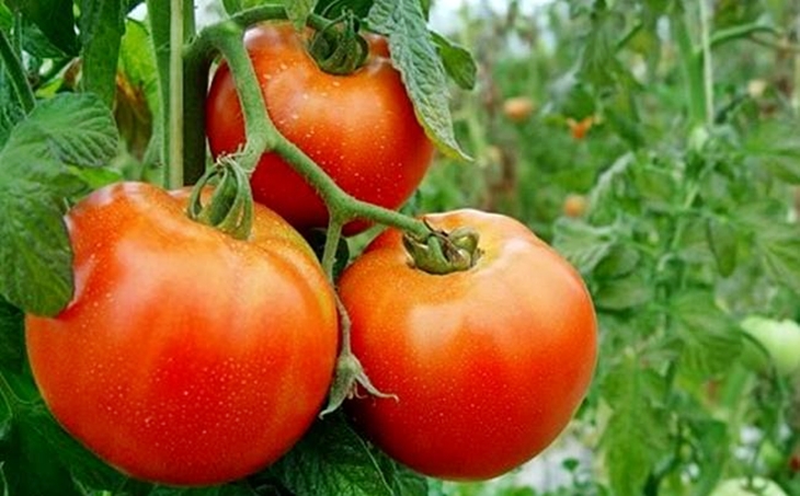 La campaña de tomate de 2016 es inferior a la del año anterior